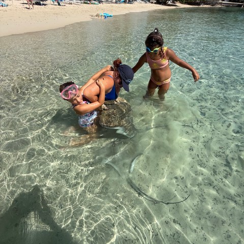 Two women snorkeling in shallow beach water examining a stingray.