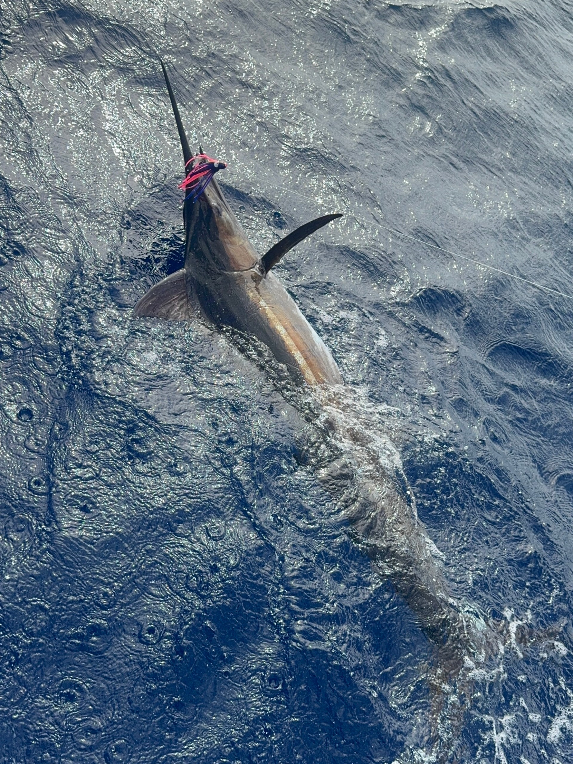 Swordfish with a lure in its mouth swimming near ocean surface.