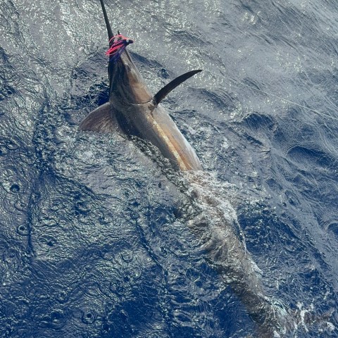 Swordfish with a lure in its mouth swimming near ocean surface.