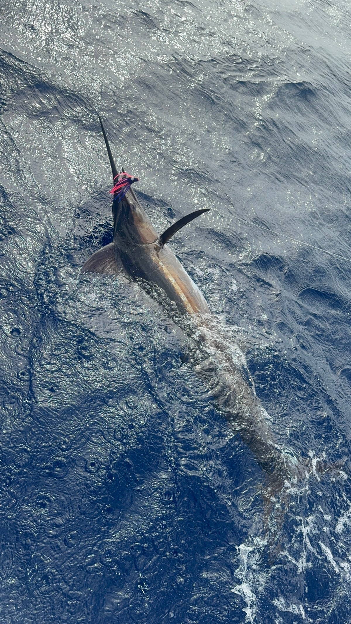 Swordfish with a lure in its mouth swimming near ocean surface.