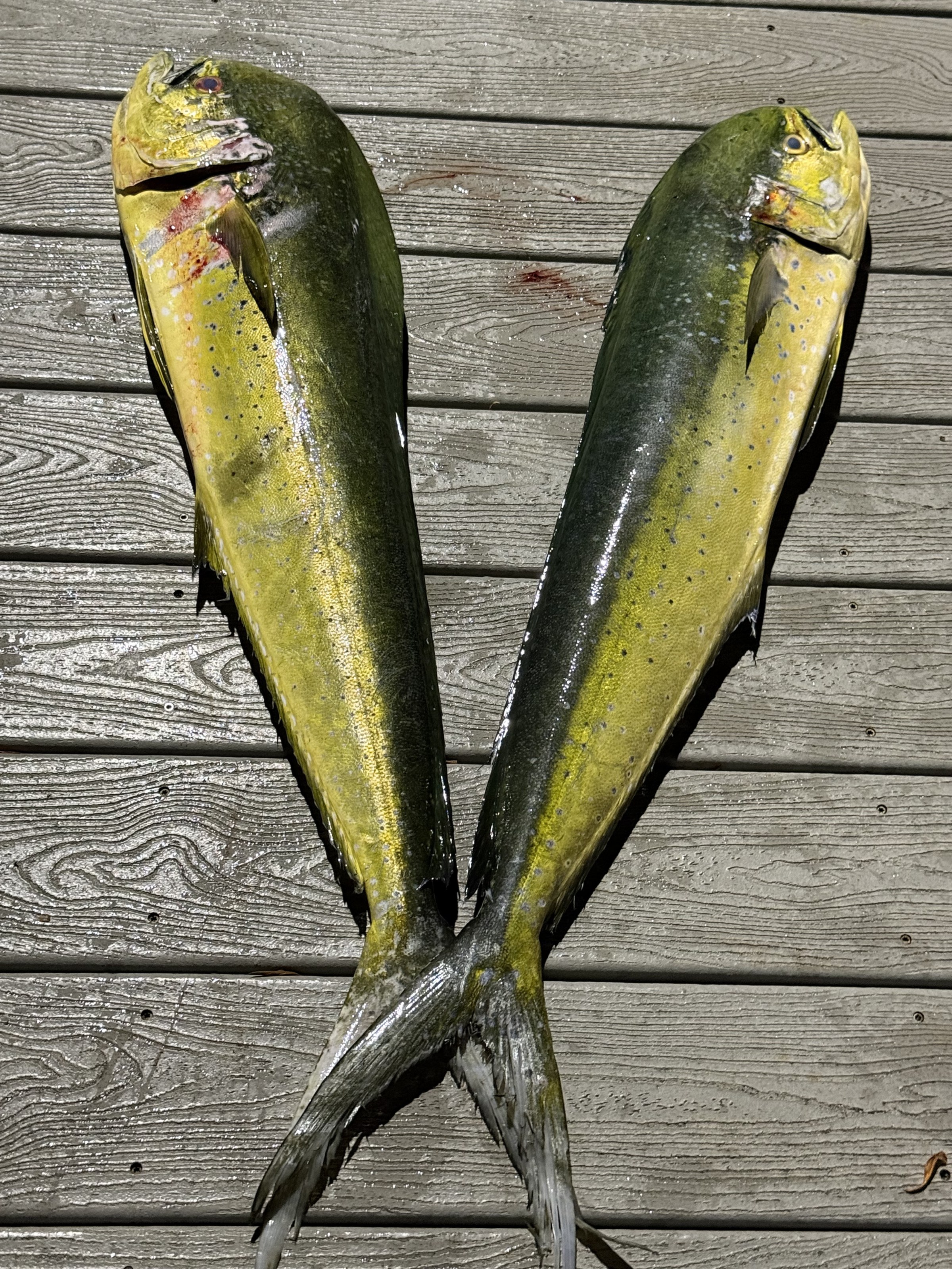 Two Mahi-Mahi fish on wooden deck, tails crossed.