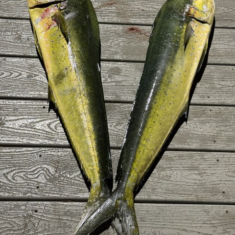 Two Mahi-Mahi fish on wooden deck, tails crossed.