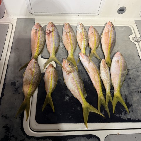 Eleven freshly caught fish with yellow tails on a boat floor.