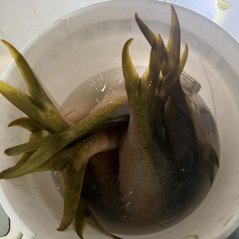 Yellowtail fish tails sticking out of a white bucket filled with water.