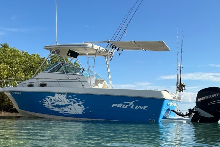 Blue and white fishing boat near mangroves on a sunny day.