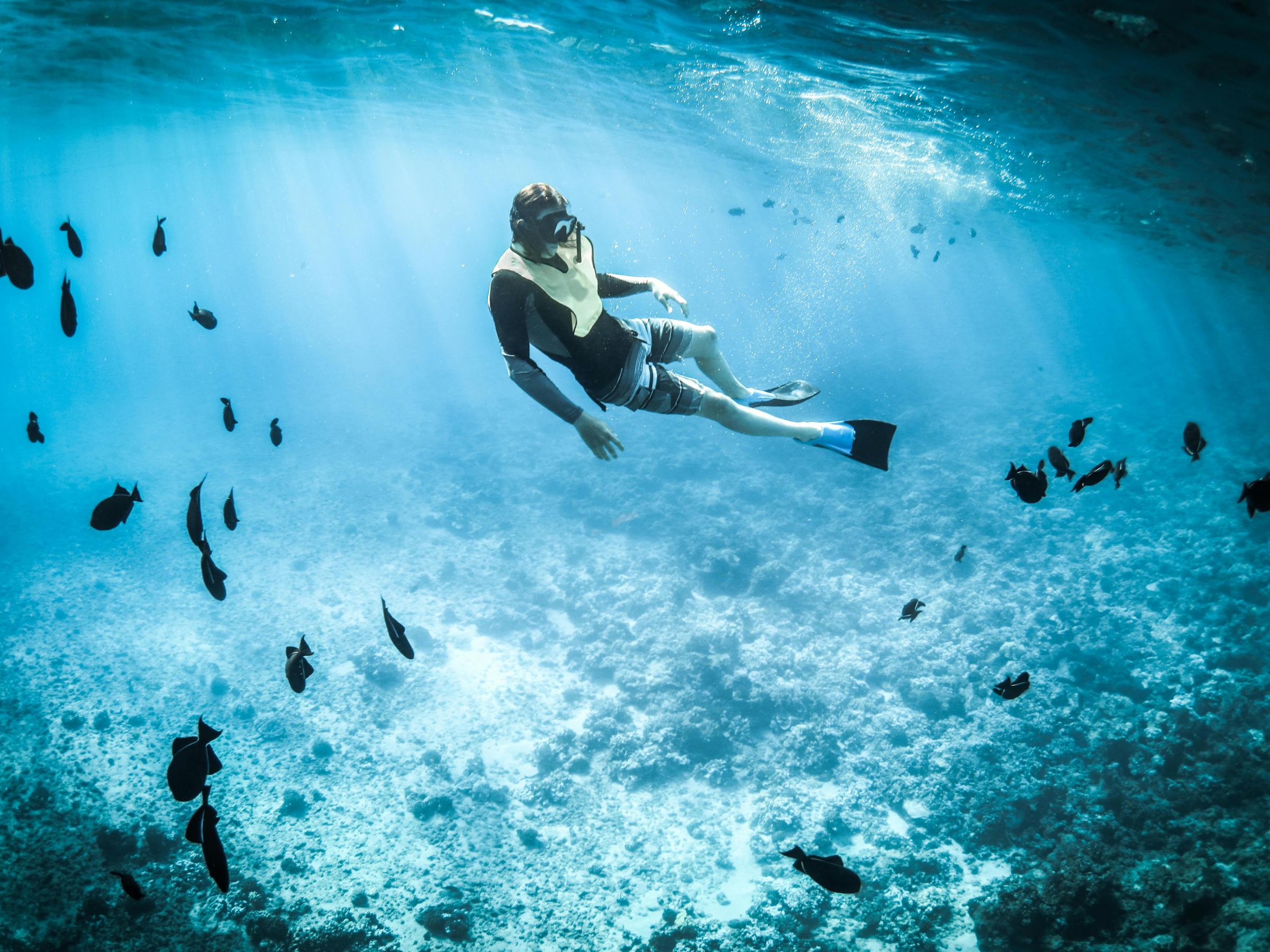 Snorkeler swimming underwater surrounded by small black fish in clear blue waters.